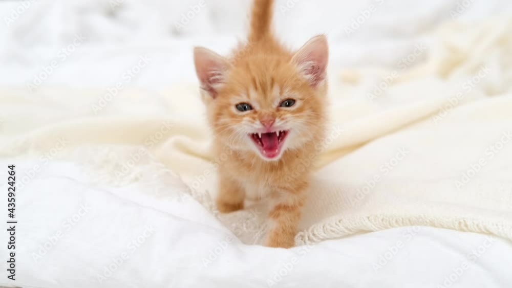 4k little red ginger striped kitten meowing and looking at camera, walking on bed at home. Healthy adorable domestic pets and cats 4k little red ginger striped kitten meowing and looking at camera, walking on bed at home. Healthy adorable domestic pets and cats