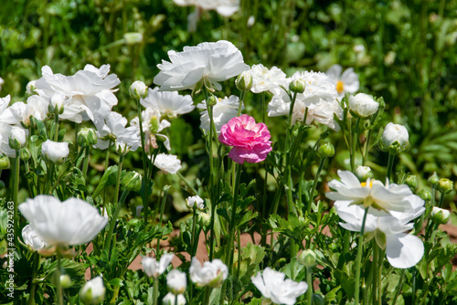 Фотография Bright Ranunculus Flowers