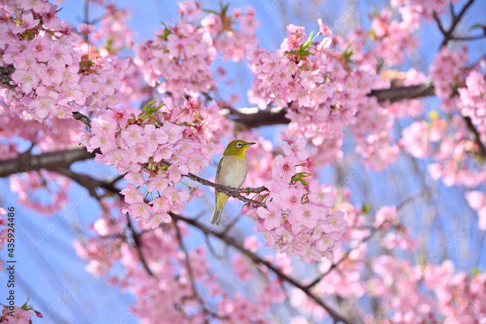 メジロと桜 メジロと桜