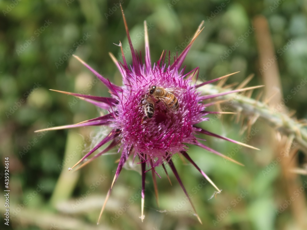 Milk Thistle purple flower with its thrones in the wilderness mountains and valleys of saint Catherine in Sinai in Egypt Milk Thistle purple flower with its thrones in the wilderness mountains and valleys of saint Catherine in Sinai in Egypt