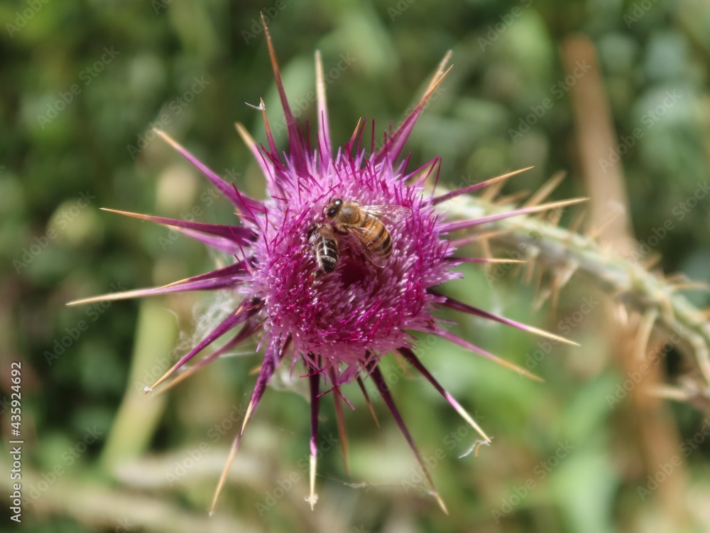 Milk Thistle purple flower with its thrones in the wilderness mountains and valleys of saint Catherine in Sinai in Egypt