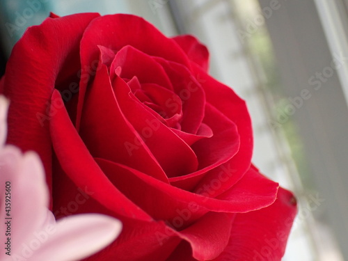 red rose close up