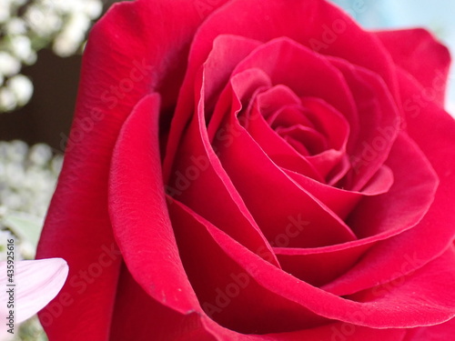 red rose close up
