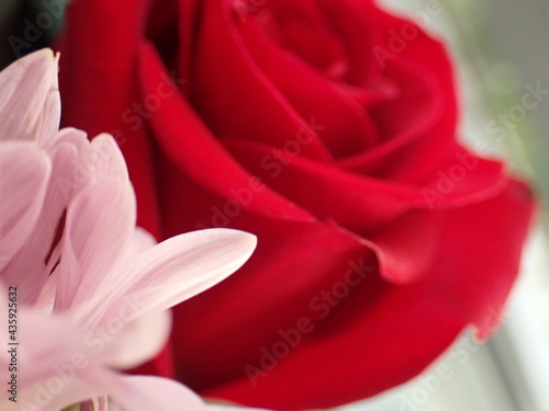 red rose close up