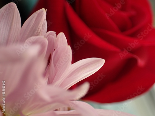 pink lily closeup