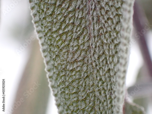 close up of a leaf