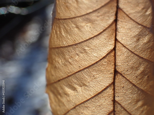 Leaf close up