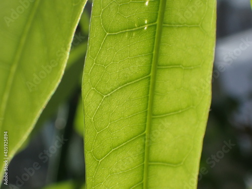 green leaf background