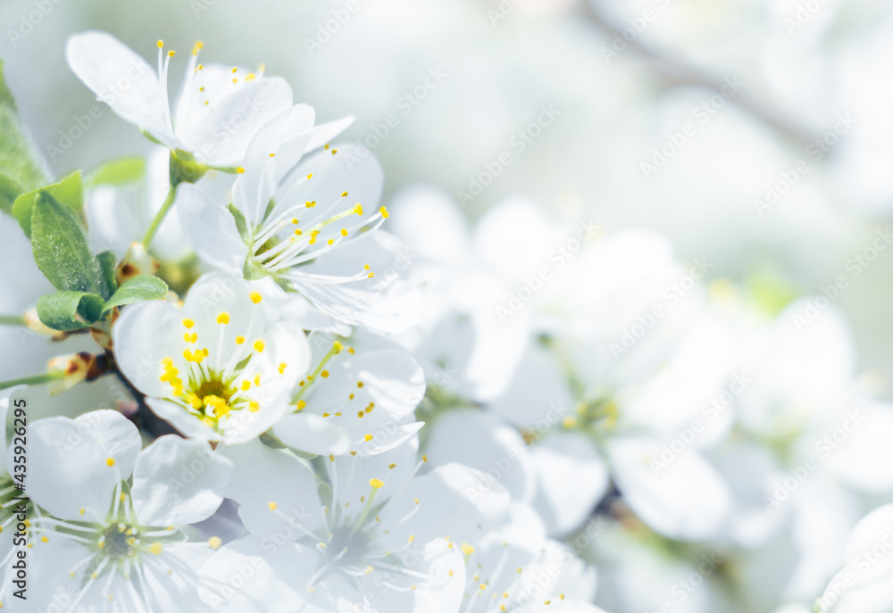 Floral background of white flowers out of focus. Floral background of white flowers out of focus.