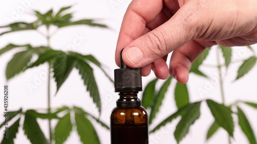 Hand opening jar of CBD distillate over marijuana plant background and squeezing out an amount of the honey colored liquid with a dropper.