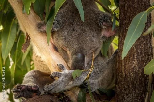 Canvas Print Sleepy koala holding on to a tree branch with its head down and a small twig pok