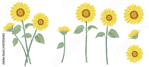 Set of hand drawn sunflower, illustration on white background