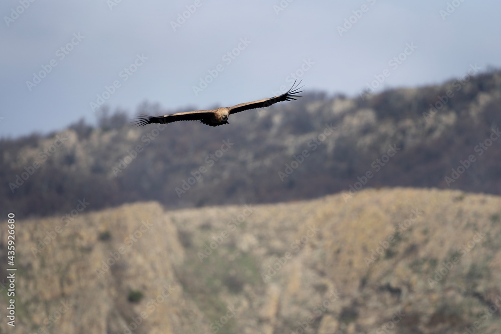 Griffon vulture searching for food. Vulture flying up to Rhodope mountains. Wildlife in Bulgaria. Griffon vulture searching for food. Vulture flying up to Rhodope mountains. Wildlife in Bulgaria.