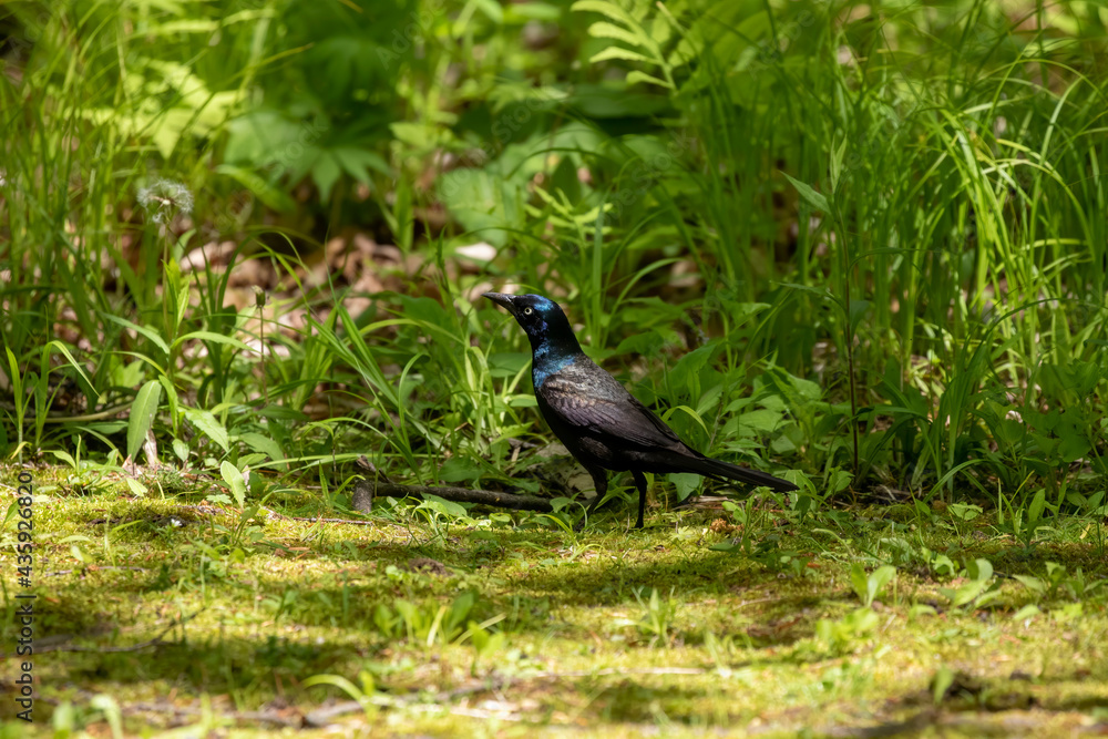 The common grackle (Quiscalus quiscula) looking for fod for youngs in the park The common grackle (Quiscalus quiscula) looking for fod for youngs in the park