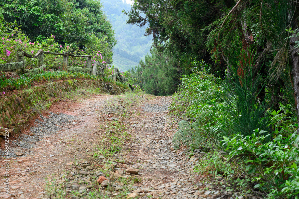 Obraz premium Mountain road in jungle forest natural view