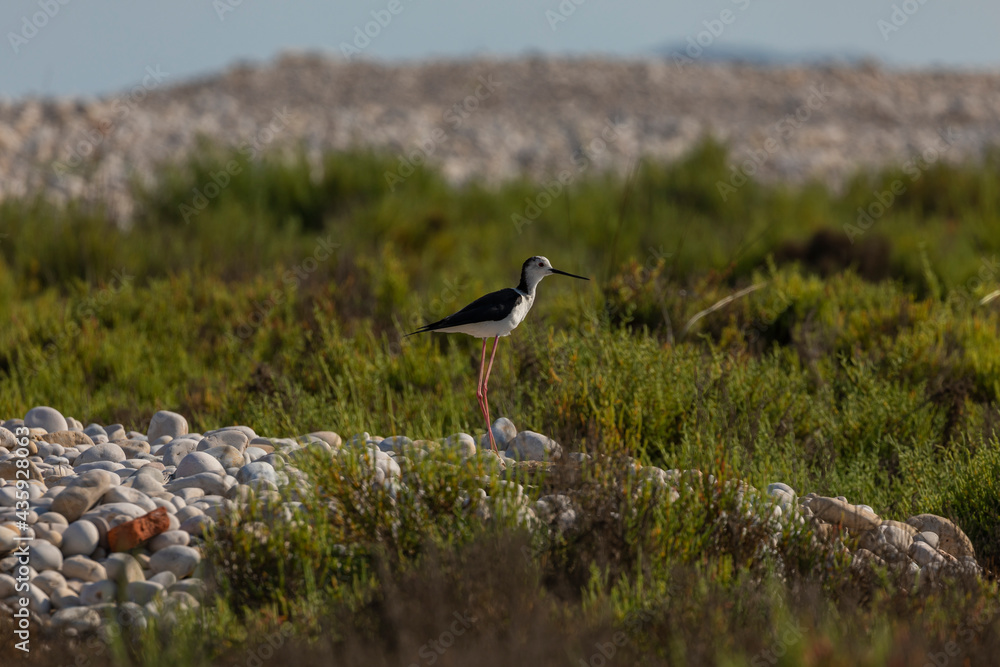 A common Black-winged stilt, Himantopus himantopus, hunting worms and minnows for food, in the marshes of the natural environment of Prat de Cabanes, south beach of Torrenostra, Castellon, Spain.