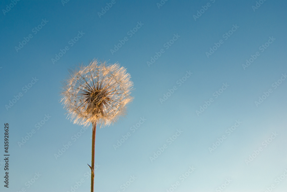 Fluffy dandelion on a background of blue sky