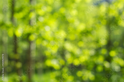 Unfocused green forest with sunlight. Summer background.