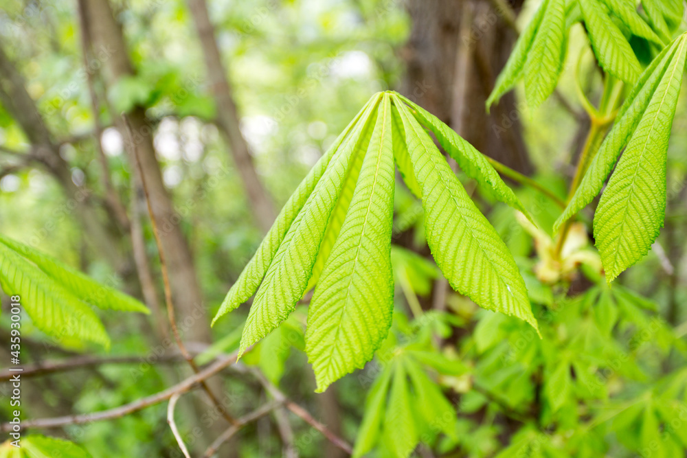 green leaves in the forest green leaves in the forest