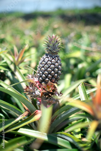 Okinawa,Japan-May 21, 2021: A pineapple in an agricultural farm in Ishigaki island, Okinawa, Japan

