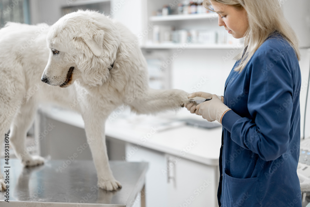 Woman veterinarian trim the claws of a big white sheepdog in a veterinary clinic while patient standing at examination table. Woman veterinarian trim the claws of a big white sheepdog in a veterinary clinic while patient standing at examination table.