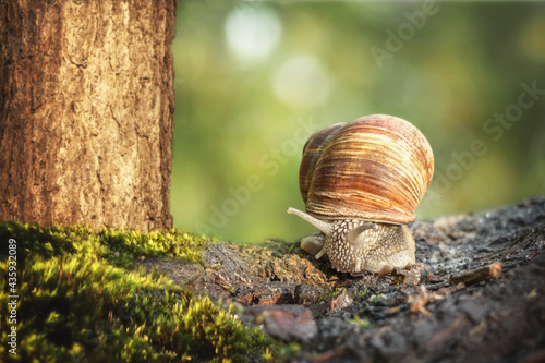 Grape snail (Helix pomatia ) close-up, with a uniform blurred green background. The Burgundy or edible snail crawls on the ground with green moss.In nature, the grape snail lives on average 7-8 years