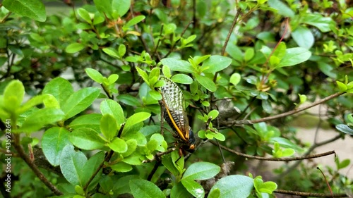 Brood X group of periodical cicadas emerge synchronously every 17 years. Consisting of three species, this group is known as Great Eastern Broods. An adult walks on leaves of a garden plant.