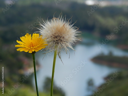 dandelion in the wind