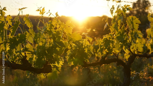Sunset in the Vineyards