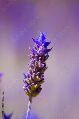 Lavender field. Lavender flower landscape. Closeup.