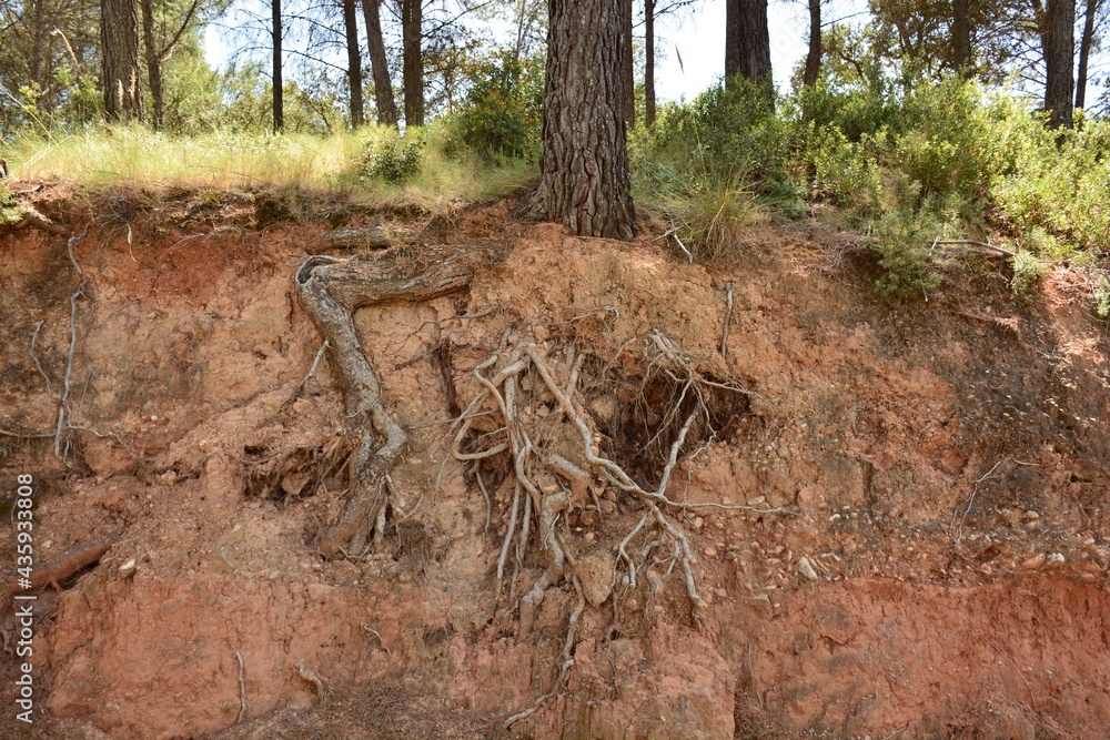 árbol con sus raíces fuera de la tierra debido a la erosión
