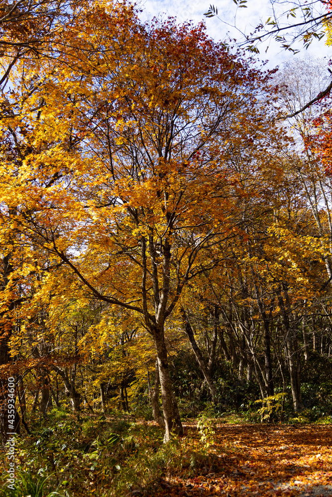 11月広島県民の森、県民の木秋に染まる。