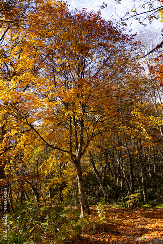 11月広島県民の森、県民の木秋に染まる。 © ジュンジ モリタ