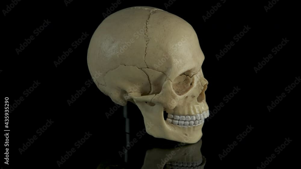 Anatomy cranium. A view of a human skull for anatomy. Anatomy cranium. A view of a human skull for anatomy.