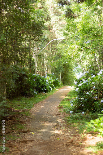 Path trough the forest with leaves. Sunny way ground view. Focus is on the leaves. Bokeh blurry background