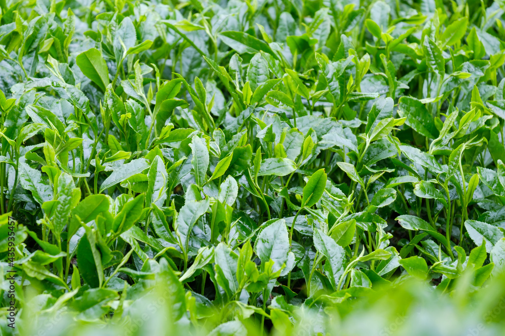新緑の茶畑 新茶 梅雨 京都府和束町 新緑の茶畑 新茶 梅雨 京都府和束町