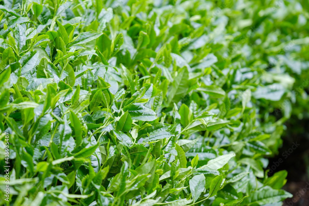 新緑の茶畑 新茶 梅雨 京都府和束町 新緑の茶畑 新茶 梅雨 京都府和束町