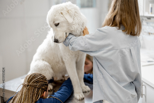 Fototapeta Naklejka Na Ścianę i Meble -  Female owner hugs and calm a big white sheepdog in a veterinary clinic while veterinarians trim the claws of patient standing at examination table. Treatment and pet care. Visit a doctor.
