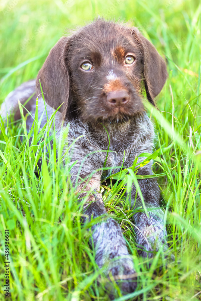 A beautiful brown deutsch drahthaar puppy with green eyes lying in tall green grass in a meadow in sunny summer day and looking into a camera. Close-up portrait of a dog. Amazing lovely pet outdoors.