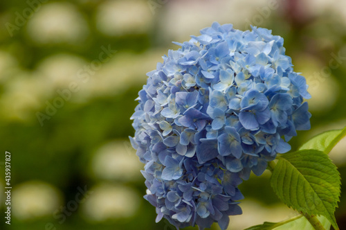 公園の紫陽花