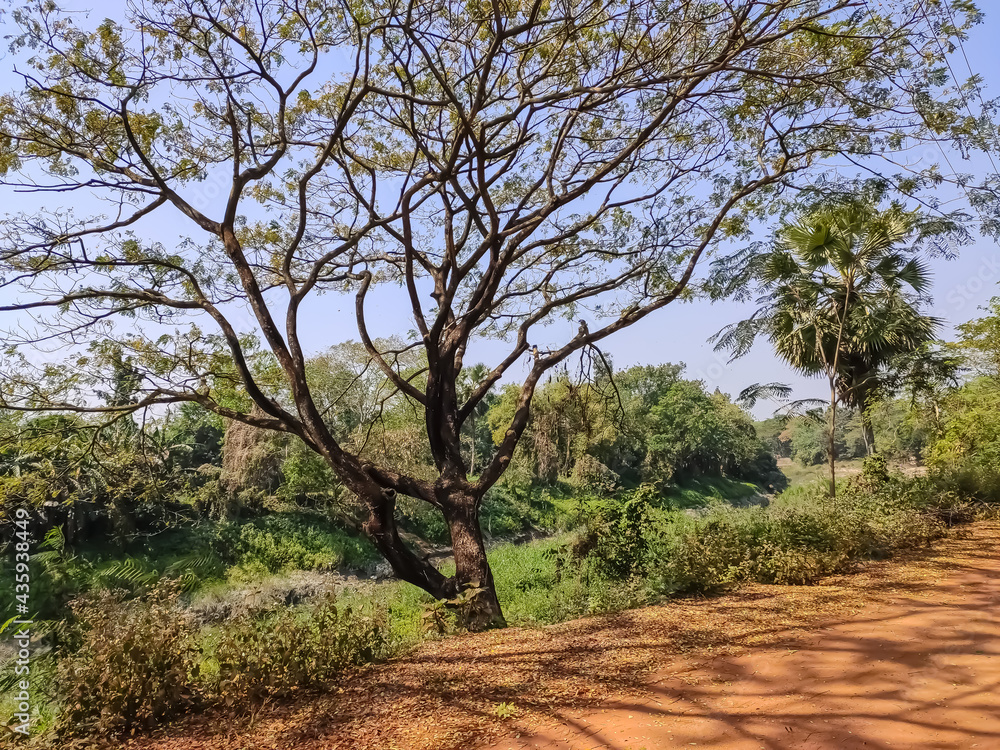 Albizia lebbeck is a species of Albizia, native to Indomalaya, New Guinea and Northern Australia and widely cultivated and naturalised in other tropical and subtropical regions.