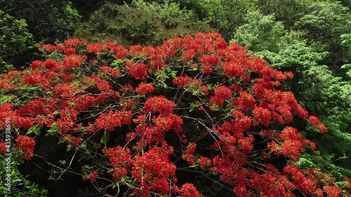 Beautiful red royal poinciana or flamboyant flower (Delonix regia) in summer photo
