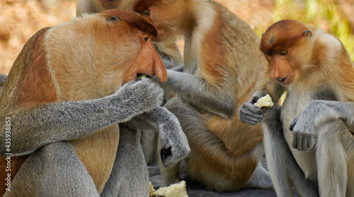 Canvas Print Group of male proboscis (long-nosed) monkeys eating, Sabah (Borneo), Malaysia