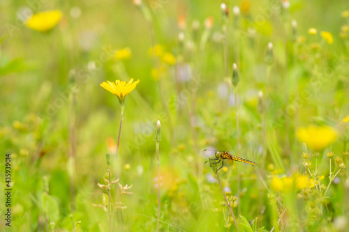 ジシバリの花園にトンボ