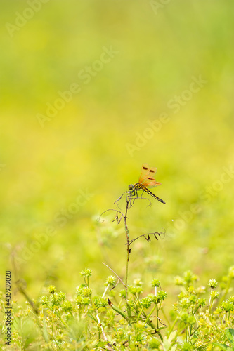 オビトンボとアリマキ家族