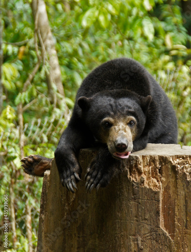 Malayan sun bear resting on tree stump at Bornean Sun Bear Conservation Centre, Sandakan, Sabah (Borneo), Malaysia