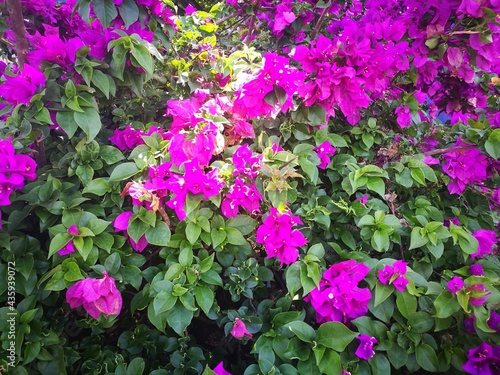 Wallpaper Mural leaf, green, leaves, plant, nature, tree, garden, foliage, summer, spring, fresh, flora, natural, basil, food, ivy, herb, growth, plants, macro, closeup, botany, healthy, venezuela Torontodigital.ca