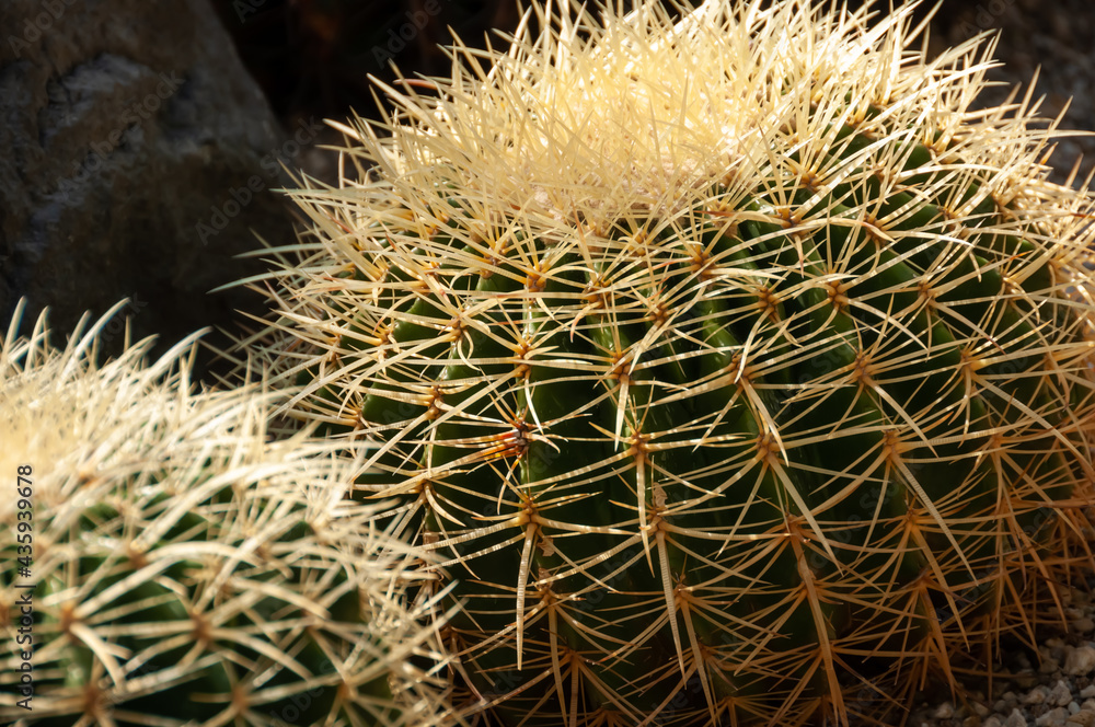 Cactus with long, golden spines. Close Up of (Echinocactus grusonii) illuminated by a soft light. Amazing and ornamental background. Cactus with long, golden spines. Close Up of (Echinocactus grusonii) illuminated by a soft light. Amazing and ornamental background.