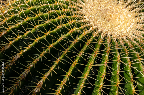 Green cactus with long  yellow spines. Close Up of Echinocactus grusonii. 