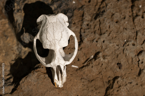The skull of a yellow-bellied marmot soaks up the sun on a rock.